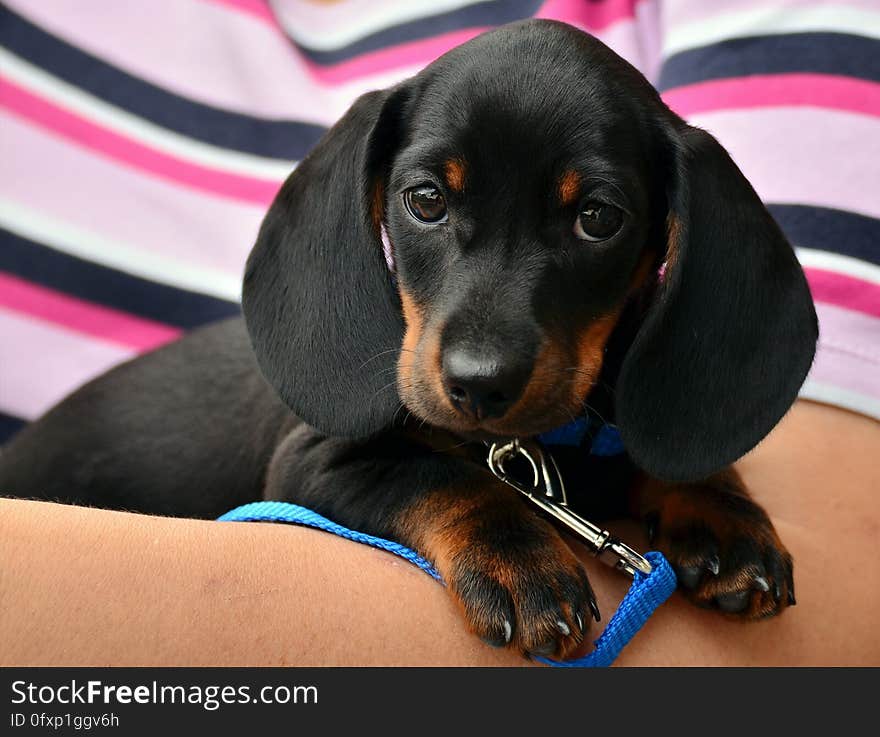 Dog, Dog Like Mammal, Dog Breed, Austrian Black And Tan Hound