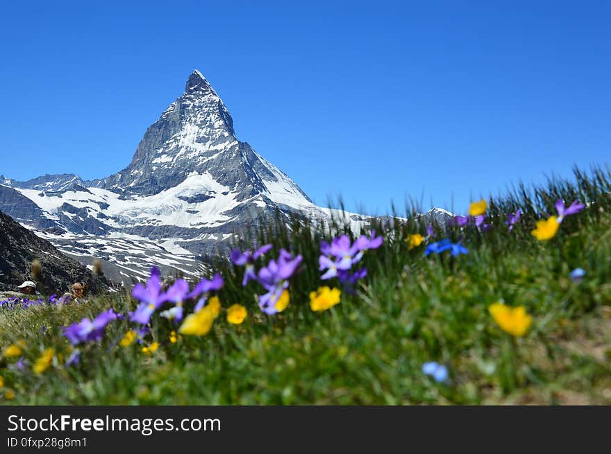 Flower, Mountainous Landforms, Wildflower, Mountain