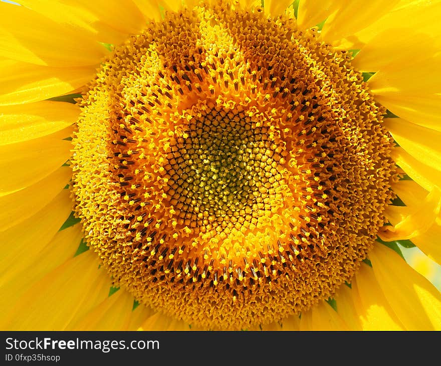 Sunflower, Flower, Yellow, Sunflower Seed