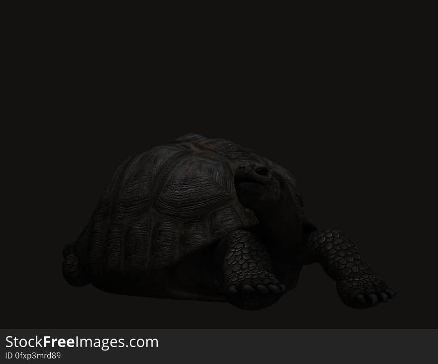 Turtle, Black, Tortoise, Black And White