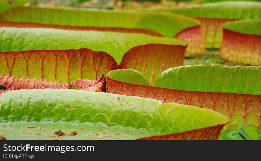 Leaf, Vegetation, Close Up, Flora