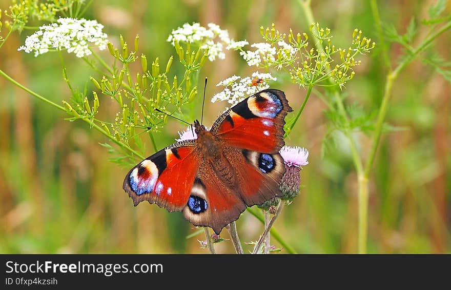 Butterfly, Insect, Moths And Butterflies, Brush Footed Butterfly