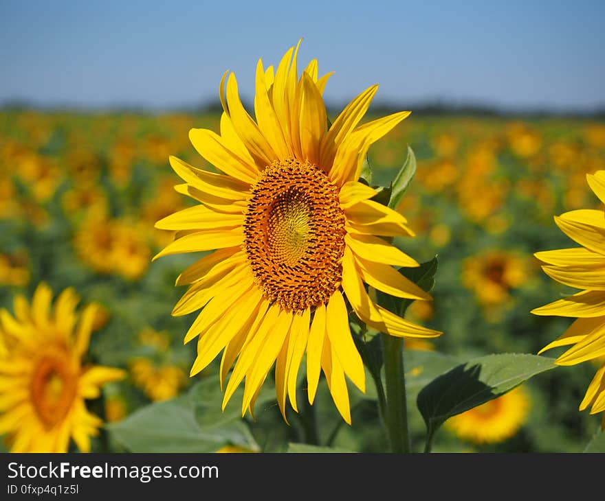 Flower, Sunflower, Yellow, Sunflower Seed