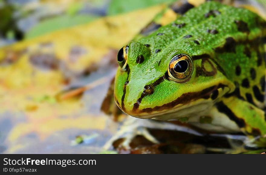 Ranidae, Toad, Green, Amphibian