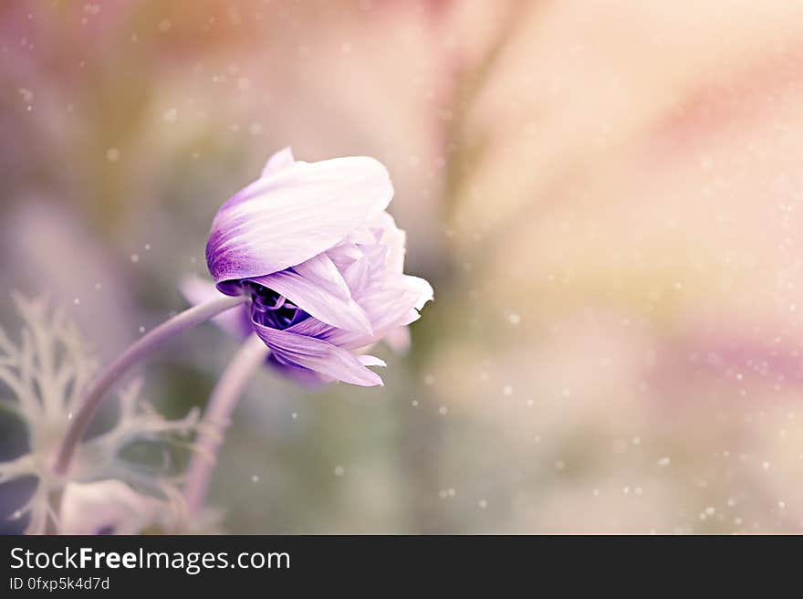 Flower, Purple, Violet, Flora