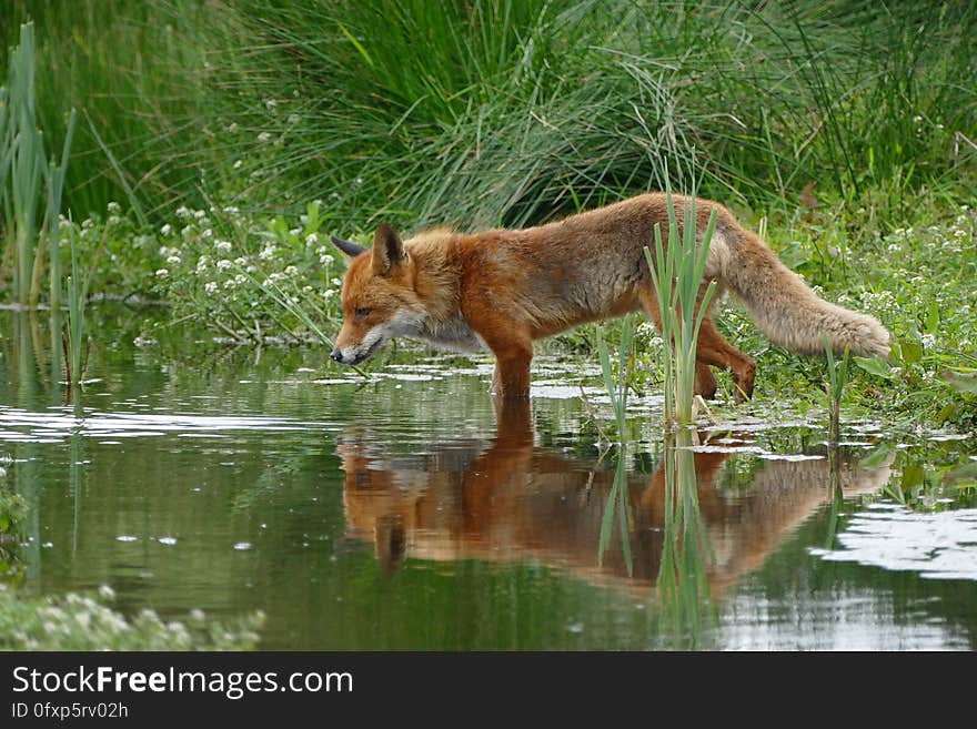 Wildlife, Fauna, Mammal, Red Fox