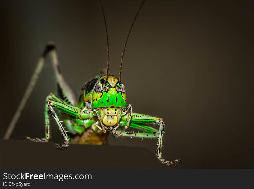 Insect, Invertebrate, Macro Photography, Close Up