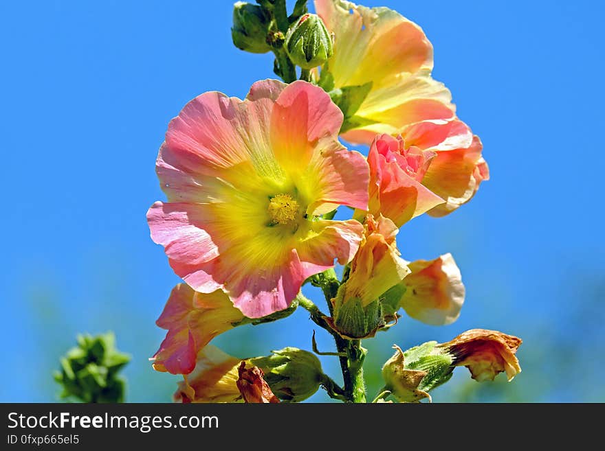 Flower, Flowering Plant, Wildflower, Plant