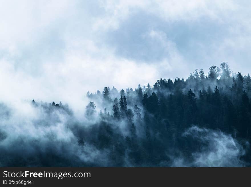 Sky, Cloud, Mist, Tree