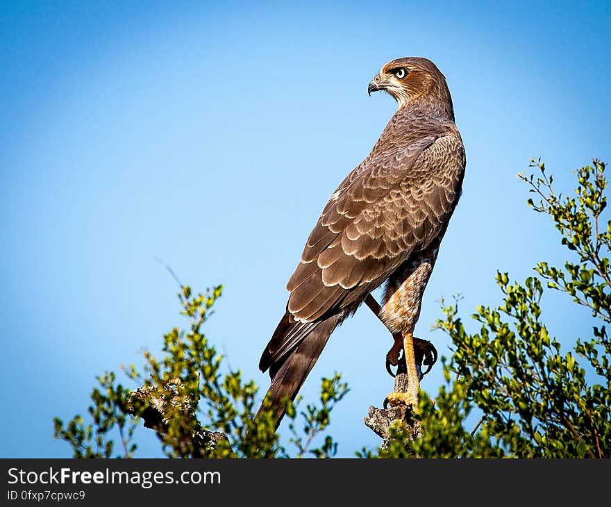 Bird, Hawk, Ecosystem, Beak