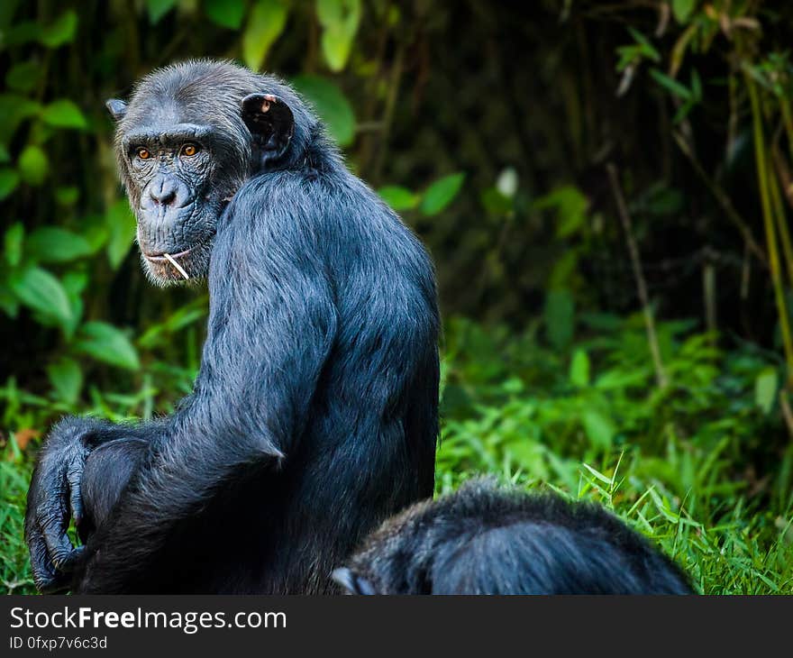 Chimpanzee, Common Chimpanzee, Great Ape, Mammal