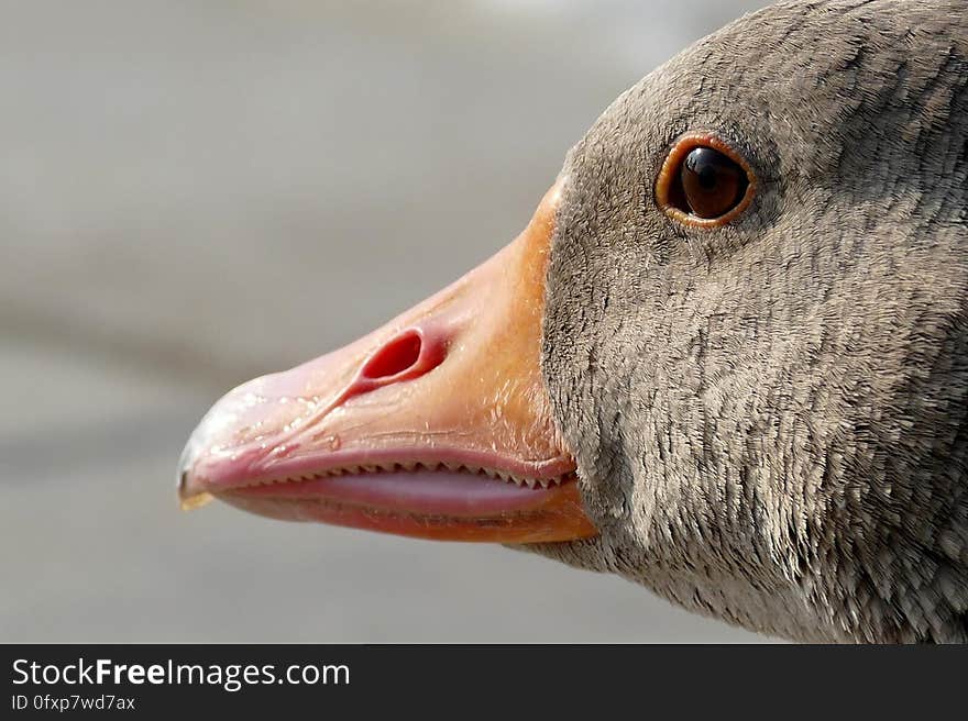 Beak, Bird, Fauna, Water Bird