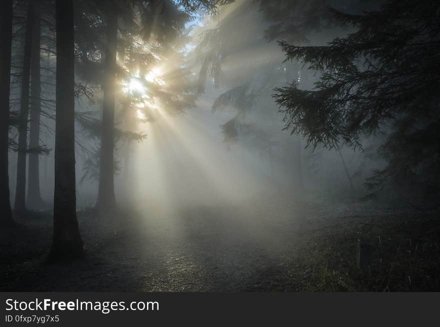 Fog, Atmosphere, Mist, Forest