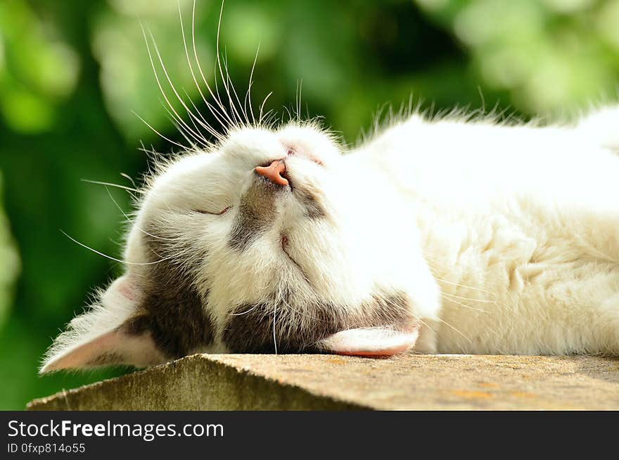 Cat, Whiskers, Facial Expression, Small To Medium Sized Cats