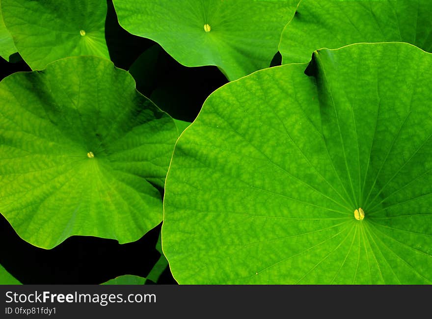 Green, Leaf, Plant, Vegetation