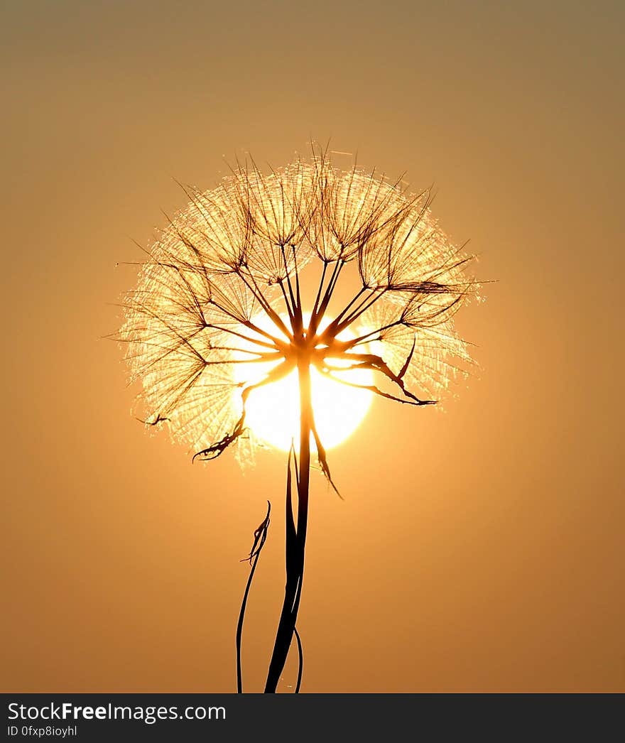 Sky, Morning, Lighting, Sunlight