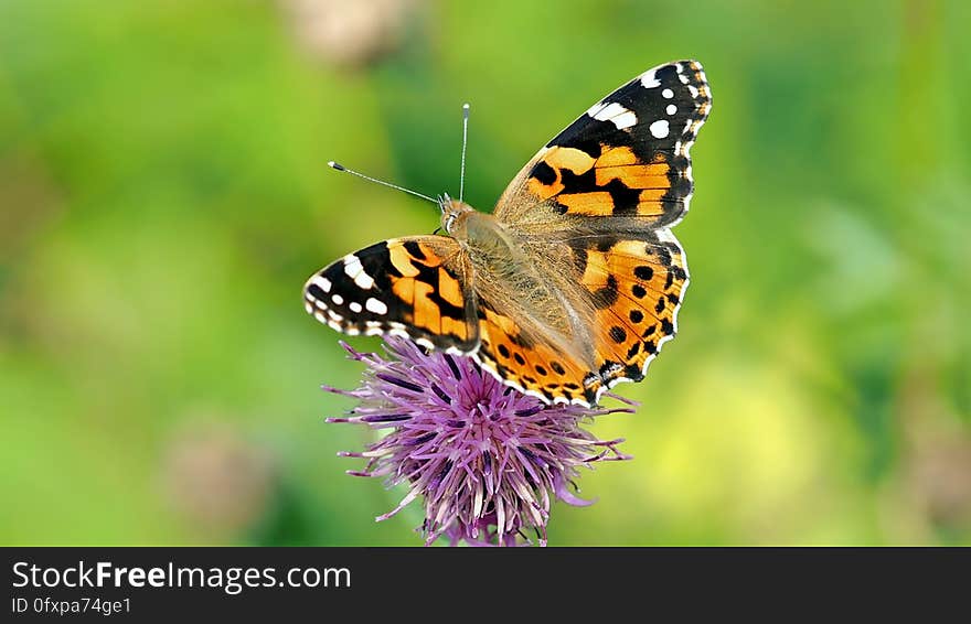 Butterfly, Insect, Moths And Butterflies, Brush Footed Butterfly