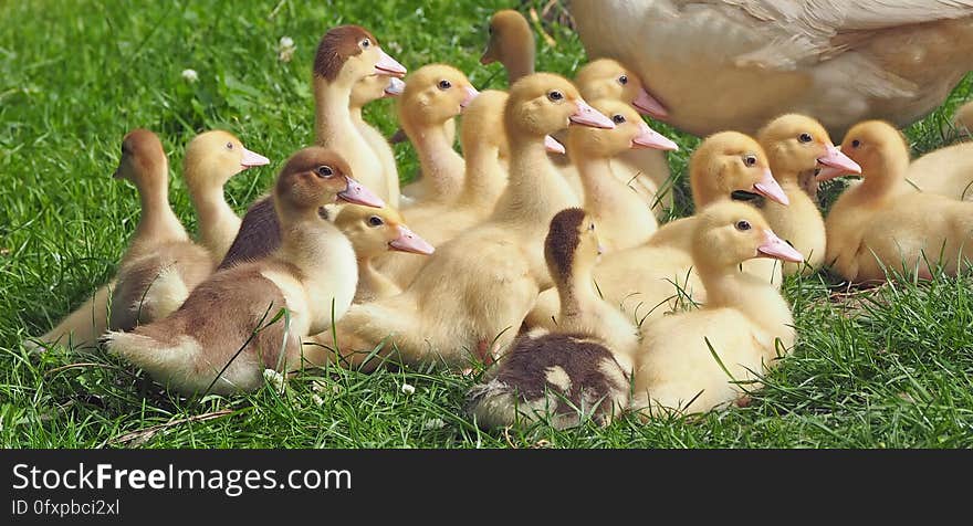 Duck, Bird, Ducks Geese And Swans, Water Bird