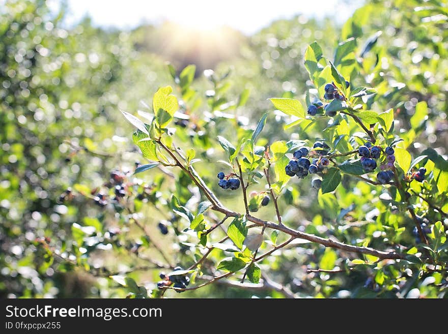 Plant, Branch, Flora, Leaf