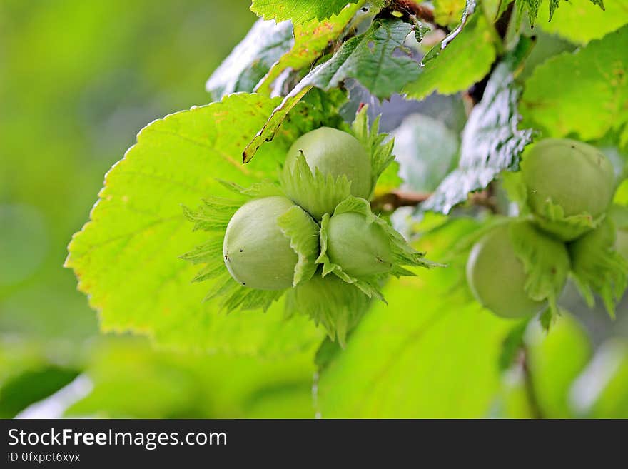 Green, Leaf, Branch, Tree