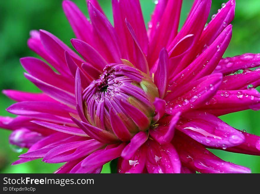 Flower, Pink, Flora, Plant