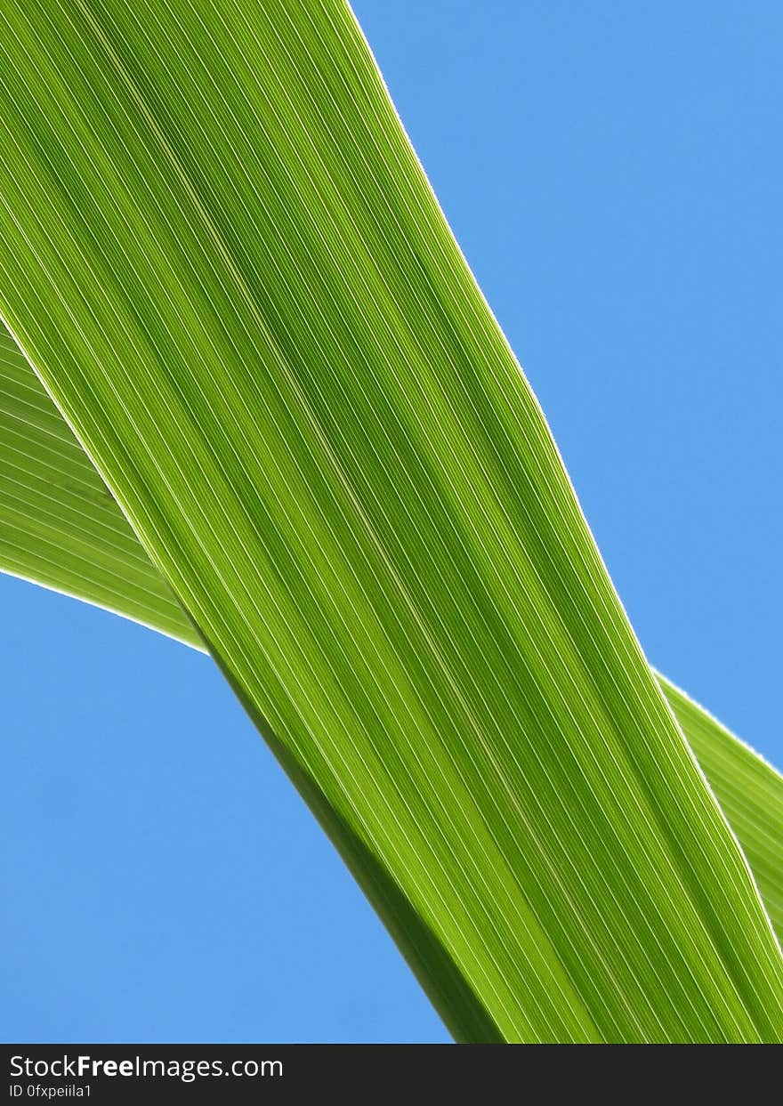 Leaf, Green, Sky, Plant