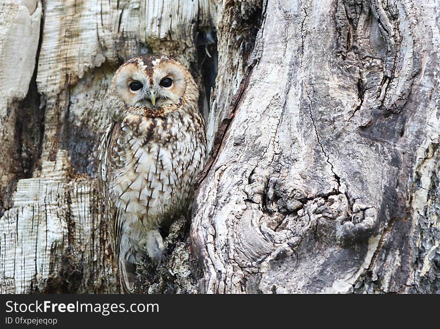 Owl, Tree, Fauna, Bird Of Prey