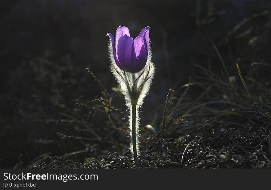 Flower, Plant, Flora, Purple