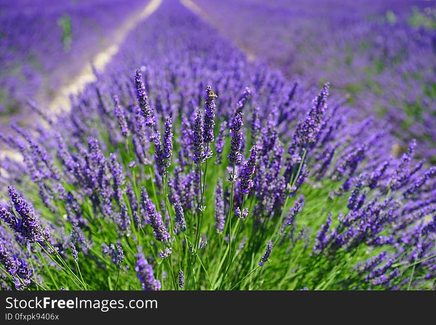 English Lavender, Lavender, Plant, Flower