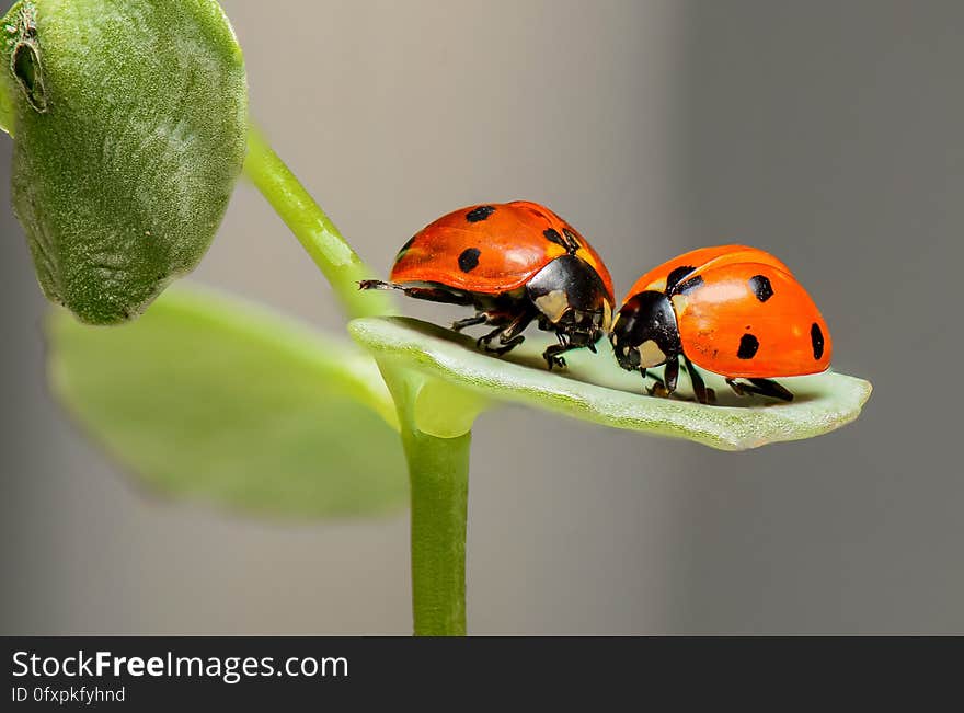 Insect, Ladybird, Beetle, Macro Photography