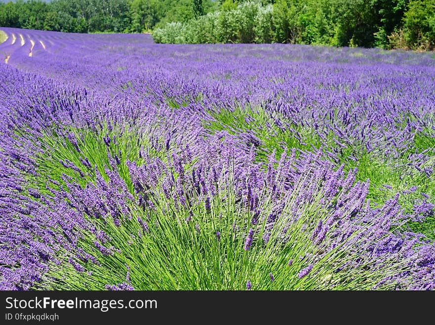 English Lavender, Plant, Lavender, Flower