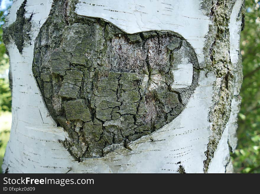 Tree, Woody Plant, Trunk, Plant