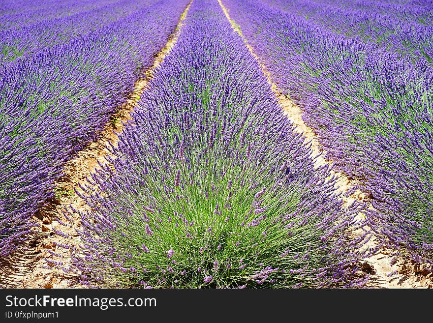 English Lavender, Plant, Field, Lavender