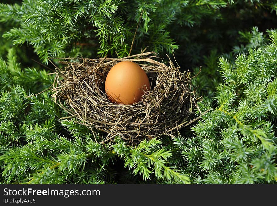 Nest, Bird Nest, Egg, Tree