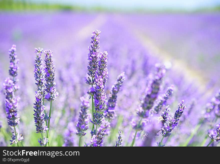 Lavender, English Lavender, Flower, Purple