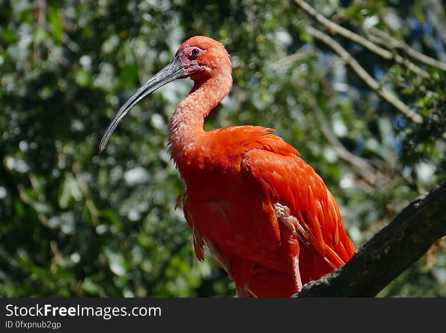 Bird, Ibis, Beak, Fauna