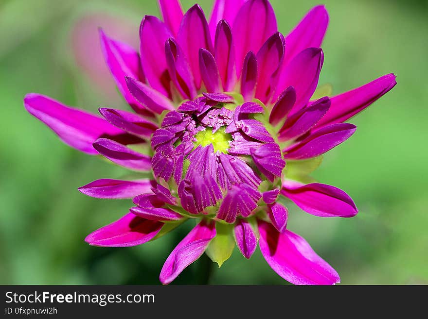 Flower, Plant, Flora, Purple