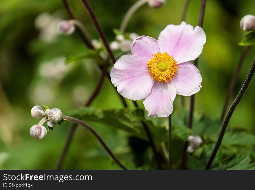 Flower, Flora, Plant, Flowering Plant