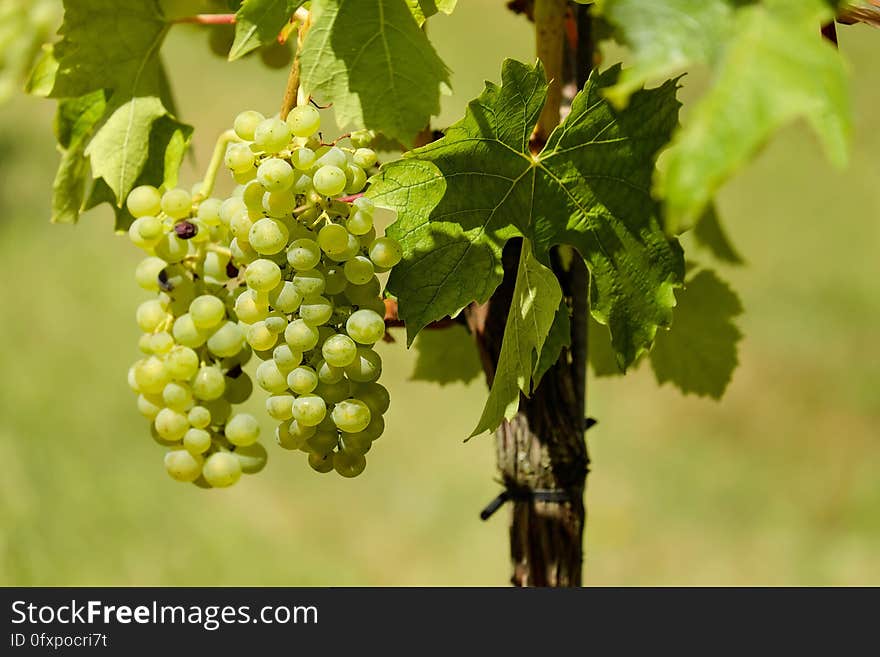 Grape, Grapevine Family, Fruit, Agriculture