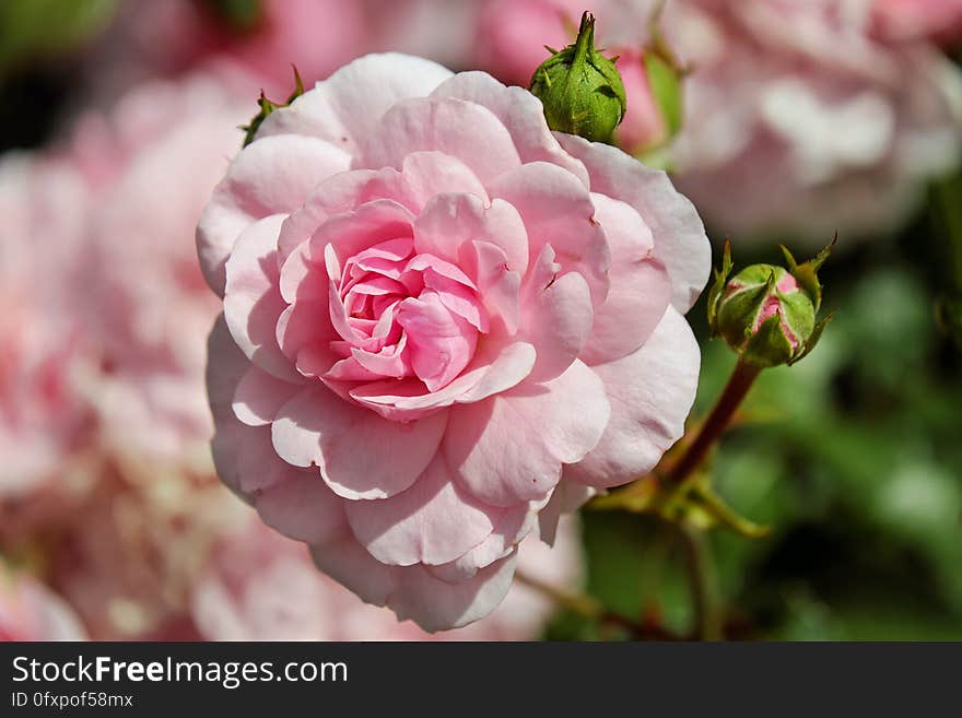 Flower, Rose, Pink, Rose Family