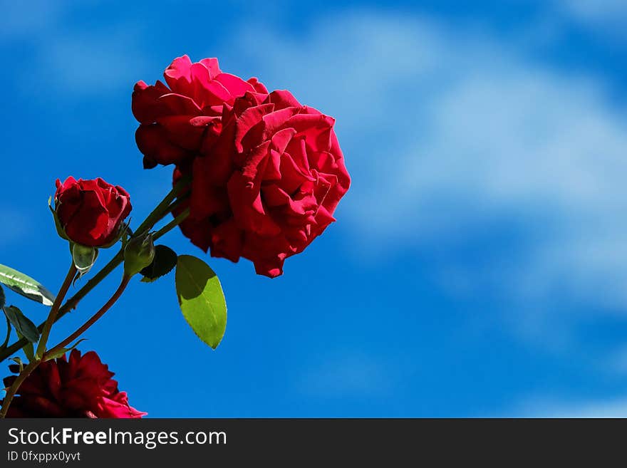 Red, Blue, Flower, Sky