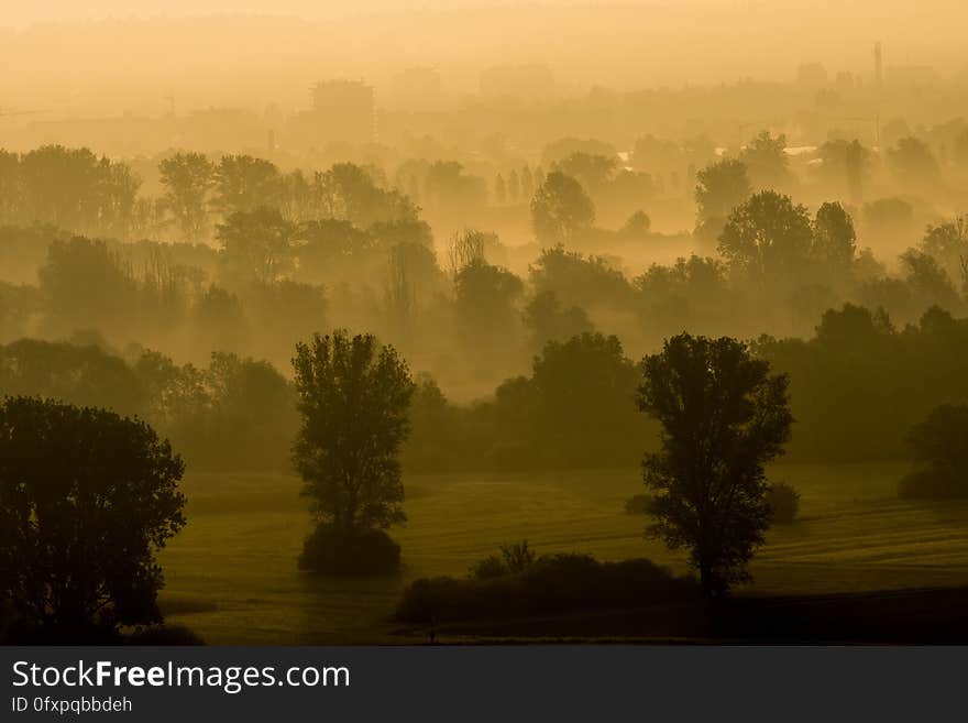 Mist, Dawn, Morning, Atmosphere