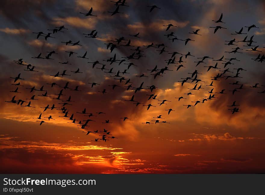 Sky, Afterglow, Flock, Bird Migration