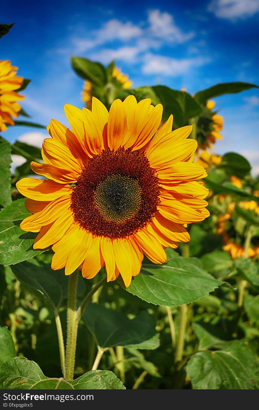 Flower, Sunflower, Yellow, Flowering Plant