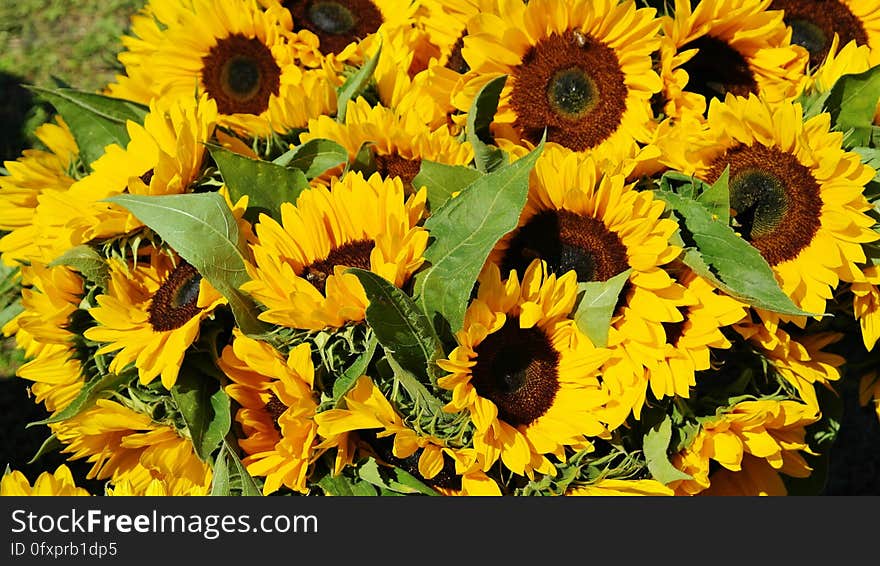 Sunflower, Flower, Yellow, Sunflower Seed