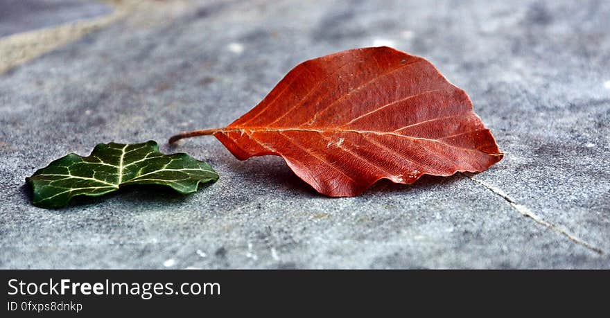 Leaf, Plant, Autumn, Maple Leaf