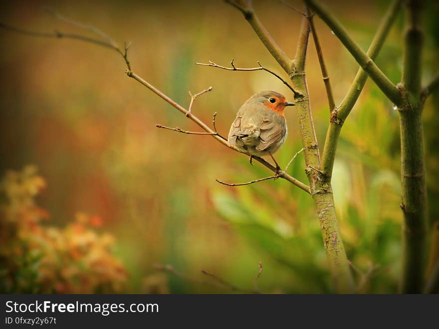 Selective Focus Photography of Grey Bird in Tree Branch