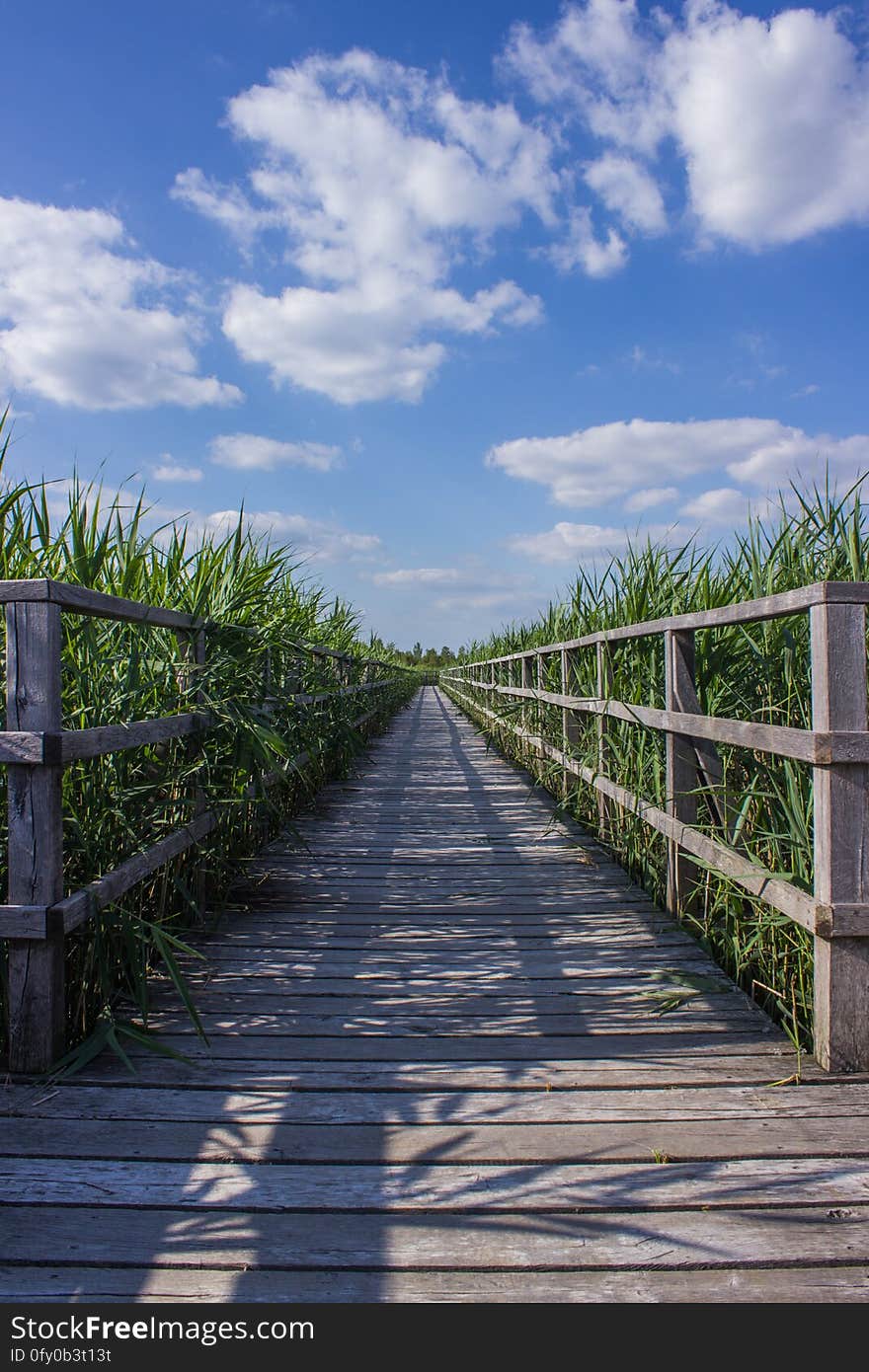 A boardwalk with railing in a meadow. A boardwalk with railing in a meadow.