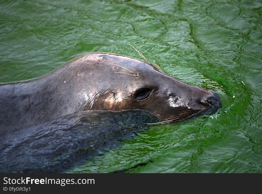 Black Sealion