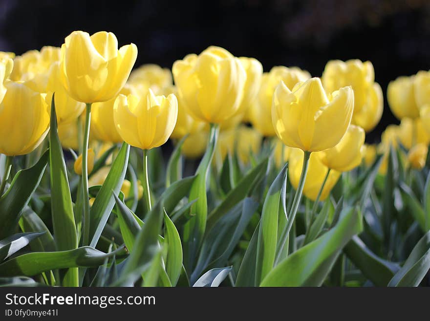 Flower, Plant, Yellow, Tulip